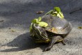 /album/zoo/img-0582-masolata-jpg/